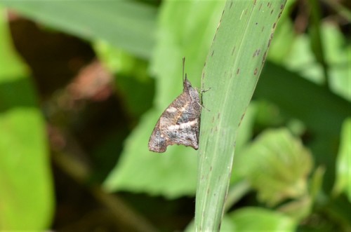 Northern African Snout