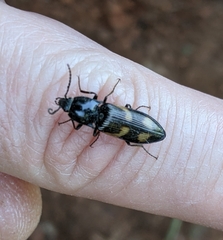 Selatosomus suckleyi