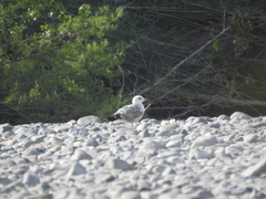 Larus