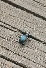 Ischnopterapion virens