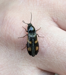 Selatosomus suckleyi