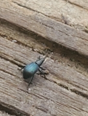 Ischnopterapion virens