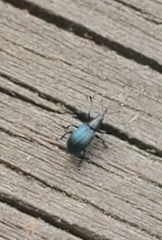 Ischnopterapion virens