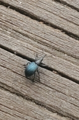 Ischnopterapion virens