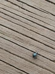 Ischnopterapion virens