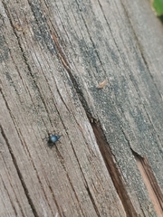 Ischnopterapion virens