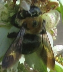 Xylocopa virginica krombeini