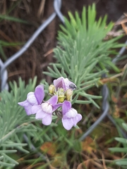 Linaria capraria