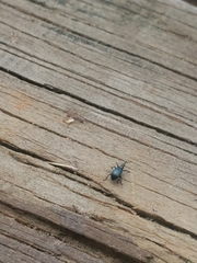 Ischnopterapion virens