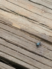 Ischnopterapion virens