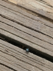 Ischnopterapion virens