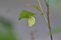 Eurema andersoni