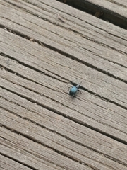 Ischnopterapion virens