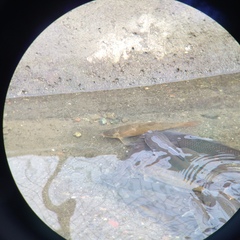 Catostomus occidentalis