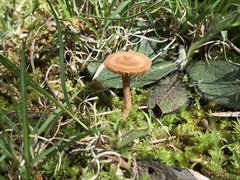 Laccaria laccata pallidifolia