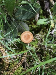 Laccaria laccata pallidifolia