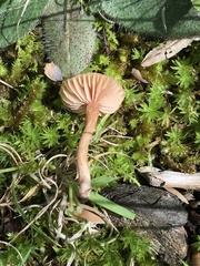 Laccaria laccata pallidifolia