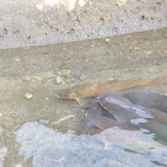 Catostomus occidentalis