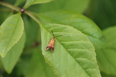 Nemophora staudingerella