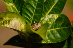 Heliastus sumichrasti