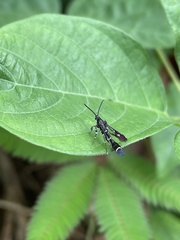 Synanthedon leucogaster