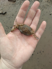 Callinectes sapidus