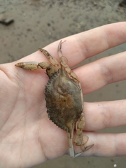 Callinectes sapidus