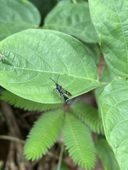 Synanthedon leucogaster