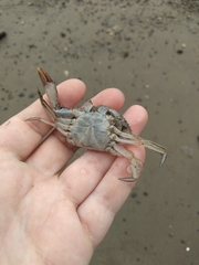 Callinectes sapidus