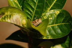 Heliastus sumichrasti