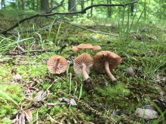 Laccaria laccata pallidifolia