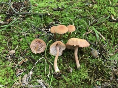 Laccaria laccata pallidifolia