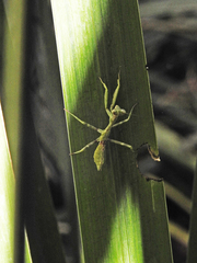 Pseudoxyops