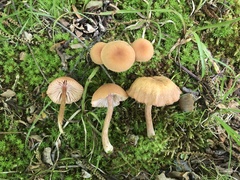Laccaria laccata pallidifolia