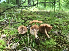 Laccaria laccata pallidifolia