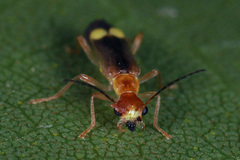 Malthinus difficilis