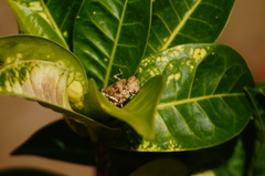 Heliastus sumichrasti