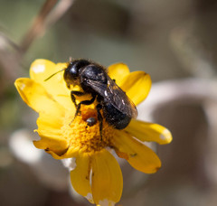 Osmia montana quadriceps