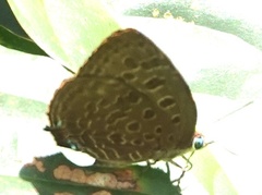 Arhopala eumolphus maxwelli