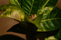 Heliastus sumichrasti