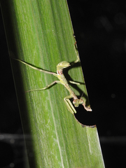 Pseudoxyops