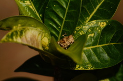 Heliastus sumichrasti