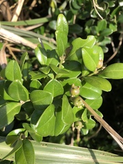 Buxus liukiuensis