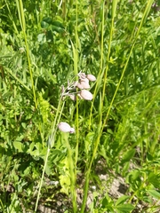 Silene vulgaris