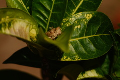 Heliastus sumichrasti