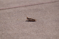 Heliastus sumichrasti