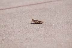 Heliastus sumichrasti