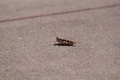 Heliastus sumichrasti