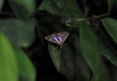 Glyphodes bivitralis