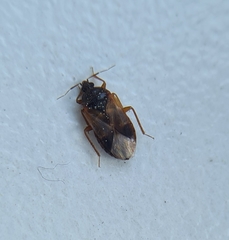 Lyctocoris campestris